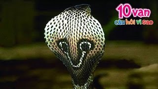 Tìm hiểu về các loài rắn độc nhất hành tinh - Khoa học vui