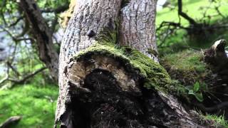 Natura 2000 - Ancient Woodlands