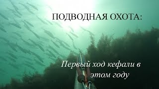 Подводная охота. Первый ход кефали в этом году. 24.03.2014г.