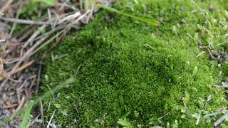 Why do I love moss so much?