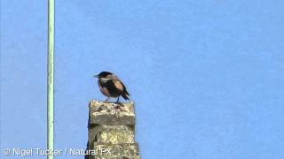 Rose coloured Starling, Bishopston, Bristol, 29:11:14