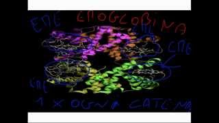 CORSO DI BIOLOGIA GENERALE - LEZIONE 18 - PROTEINE