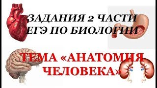 ЗАДАНИЯ ИЗ ЕГЭ ПО БИОЛОГИИ: АНАТОМИЯ ЧЕЛОВЕКА  (2 ЧАСТЬ С РАЗВЕРНУТЫМ ОТВЕТОМ)