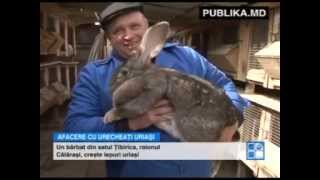 Afacere de invidiat! Un bărbat din Călăraşi creşte iepuri giganţi şi nu duce lipsă de clienţi
