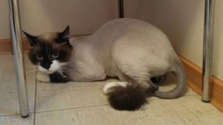 Стрижка кота без наркоза