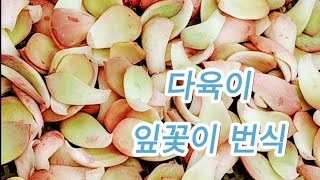 다육이번식 잎꽃이 그게 뭡니까?(ft.농장사장) 경산다육 succulent leaf arrangement
