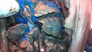Fetal Pig Anatomy Identification (female)