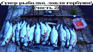 СУПЕР РЫБАЛКА/РЫБА КЛЕВАЛА,КАК БЕШЕНАЯ/ЛОВЛЯ ГОРБУШИ НА УДОЧКУ,НЕРЕАЛЬНЫЙ КЛЁВ 2019 (ЧАСТЬ 2)