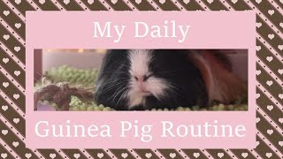 My Daily Guinea Pig Routine