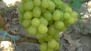 ЦАРИЦА УРГАНСКАЯ