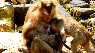 What're They doing with Julina Baby? Why Pigtail Monkey No Baby Love Long Tail!