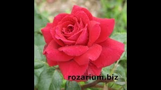 роза штертебекер, питомник роз полины козловой, rozarium.biz