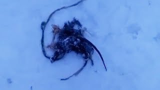 Собаки загрызли... | Подслушано Онега