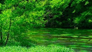新緑の柿田川 Verdurous Kakita-River ( Shot on RED EPIC )