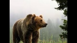 Класс Млекопитающие. Биология  7 класс.