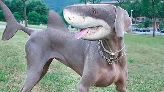 10 НЕОБЫЧНЫХ животных ГИБРИДОВ!