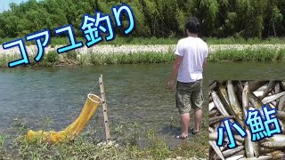 釣り。小鮎釣り。　コアユ大漁、入れ食いだ。　琵琶湖 淡水魚 Fishing
