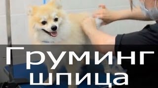 Груминг шпица, стрижка шпица, тримминг шпица, груминг собак
