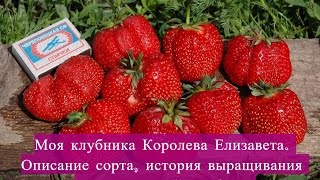 Моя клубника Королева Елизавета. Описание сорта, история выращивания