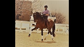 8yo Imported PRE Gelding For Sale
