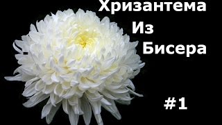 Бисероплетение (Хризантема 1 часть) Мастер-класс