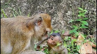 Lori very hungry talk to old Mother for milk| Lori hungry find food with old thin mother.