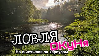 В поисках хариуса. Ловля окуня на речке в Ленинградской области.