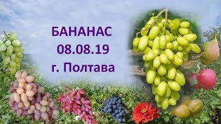 Виноград 2019  Виноград Бананас  Отзыв о винограде