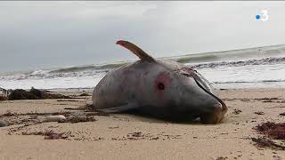 Côte atlantique : plus de 400 dauphins échoués depuis janvier