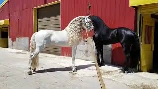 funniest horse compilation ( NEW) | funny horse mating