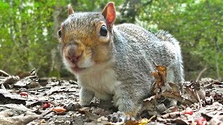 Entertainment Videos For Cats and Dogs To Watch - Squirrel and Bird Fun