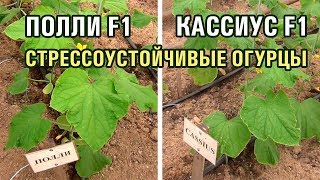 ПОЛЛИ F1 и КАССИУС F1 - СТРЕССОУСТОЙЧИВЫЕ ОГУРЦЫ (14-01-2019)