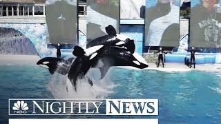 SeaWorld Phasing Out ‘Shamu’ Killer Whale Show in San Diego | NBC Nightly News