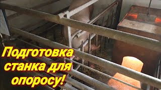 Клетка для опороса, фиксация свиноматки, подготовка свиноматки к опоросу!