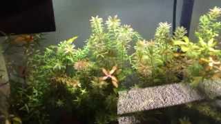Attaching Plants to Lava Rock