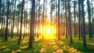 Beautiful Relaxing Music: Peaceful Piano Music. Music for Stress Relief