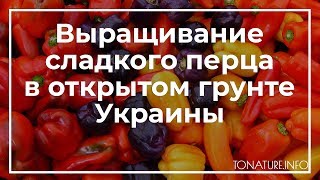 Выращивание сладкого перца в открытом грунте Украины | toNature.Info