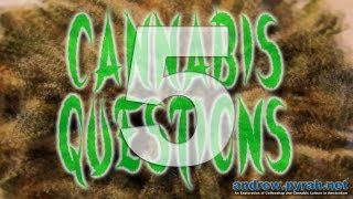 5 What Is Hash? Hash Kief Polm #CannabisQuestions