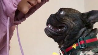 Ряженый французский бульдог