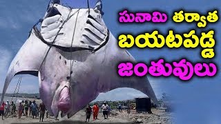 Things Found After Tsunami || T Talks