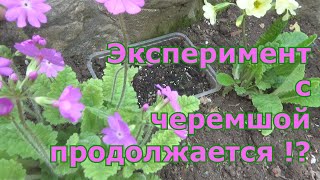 Когда ждать всходов черемши? Выращивание черемши из семян
