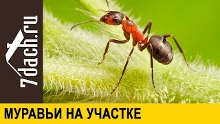 ? Муравьи на участке. Что делать? - 7 дач