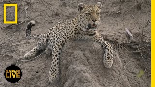 Safari Live - Day 59 | National Geographic