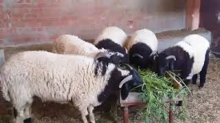 مراحل تسمين الأغنام في عيد الأضحى المبارك 2019