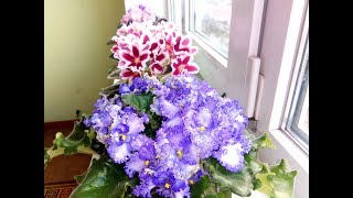 САМЫЙ КРАСИВЫЙ В МИРЕ ПОДОКОННИК С ФИАЛКАМИ!
