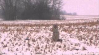 Койот зимой в заснеженном поле. Канада.