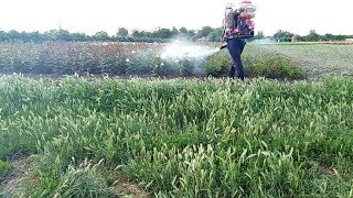 Коктейльное опрыскивание роз!