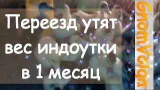Переезд утят вес индоутки в 1 месяц