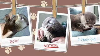 カワウソ コタロー　かわいい赤ちゃん時代から現在までの指しゃぶり　Kotaro the Otter Sweetest Sucking Finger Memories