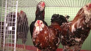 Куры орловской породы. Хозяйство Анатолия Бобкина